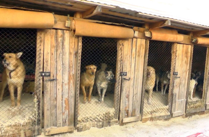 В Соликамске планируют открыть муниципальный приют для бродячих животных